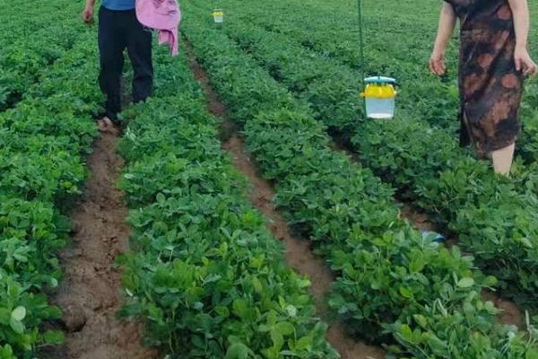 花生肥氮磷钾配方