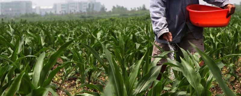 玉米复合肥氮磷钾最佳比例