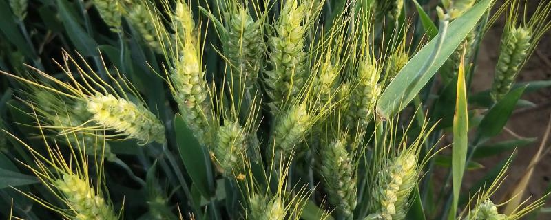 我国东北地区的寒温带以种植什么为主