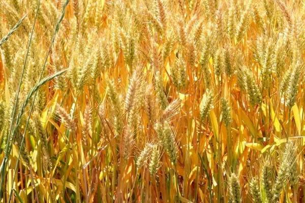 我国东北地区的寒温带以种植什么为主