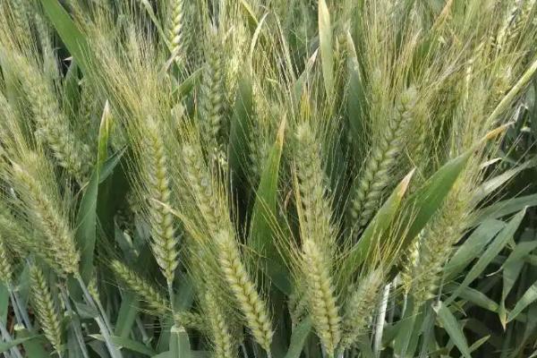 我国东北地区的寒温带以种植什么为主