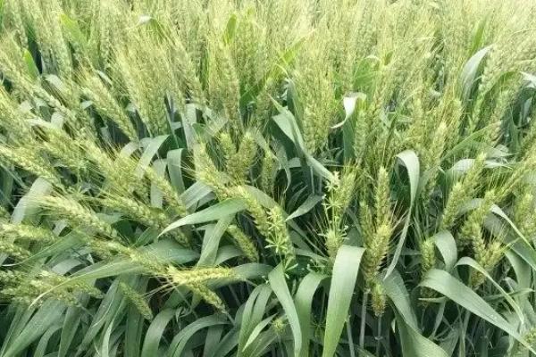 我国东北地区的寒温带以种植什么为主