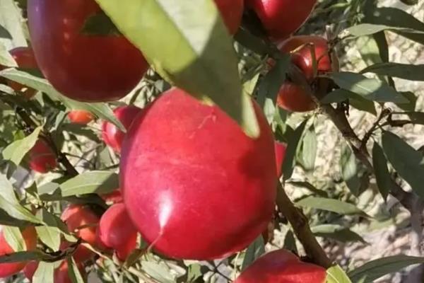 中油4号油桃品种介绍