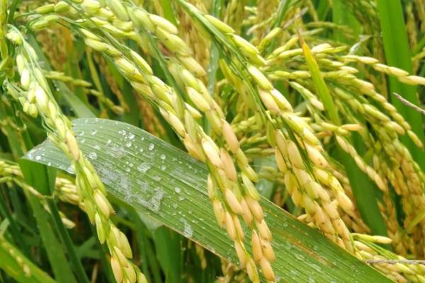 东北地区主要粮食作物