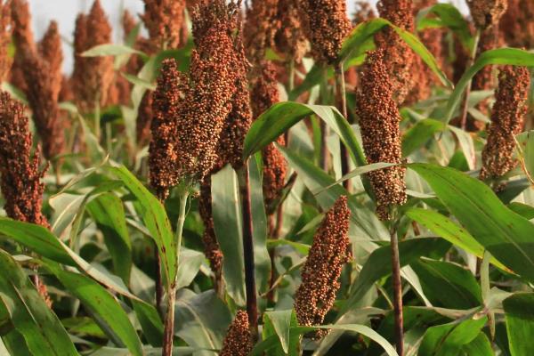 东北地区主要粮食作物