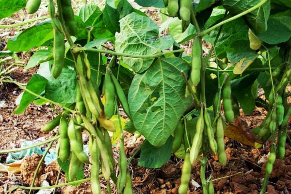 东北地区主要粮食作物