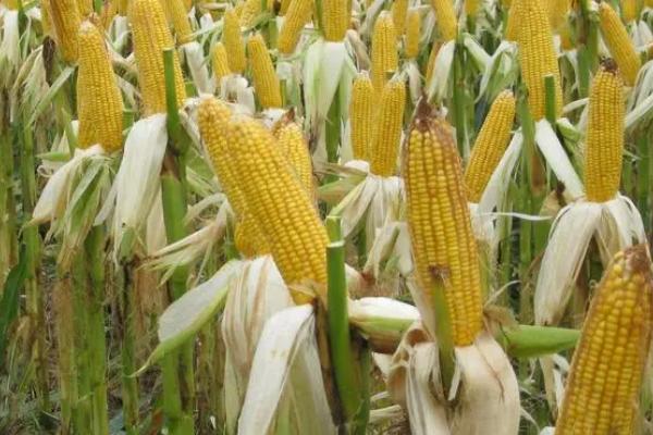 东北地区主要粮食作物