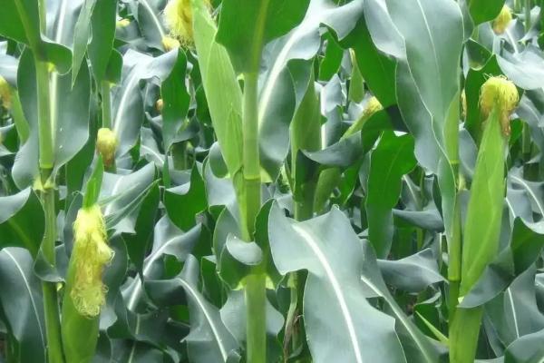 玉米亩种植多少株