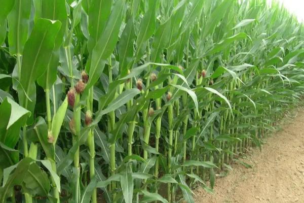 玉米亩种植多少株