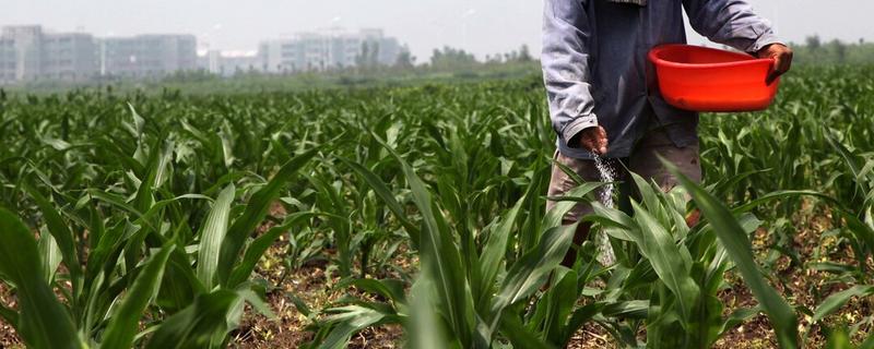 种玉米施肥用什么肥料好