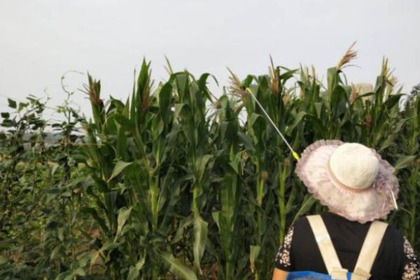 种玉米施肥用什么肥料好