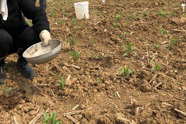 种玉米施肥用什么肥料好