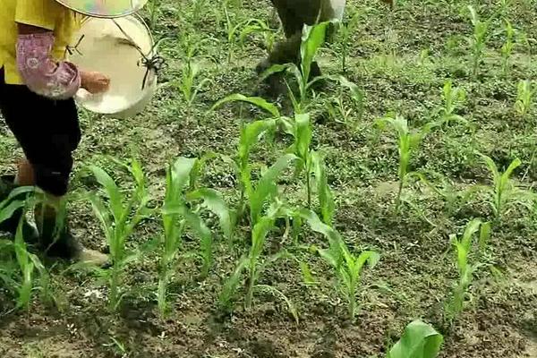 种玉米施肥用什么肥料好