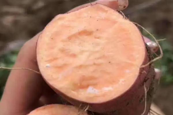 红薯怎样催芽育苗