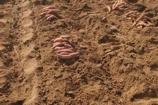 红薯怎样催芽育苗