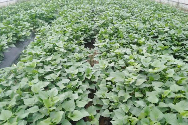 红薯怎样催芽育苗