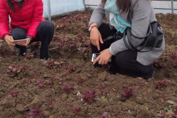 红薯怎样催芽育苗