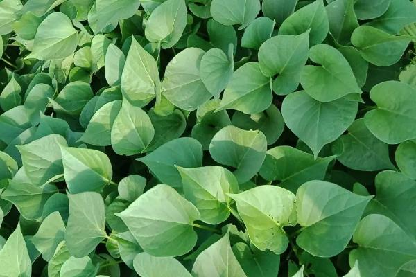 红薯怎样催芽育苗