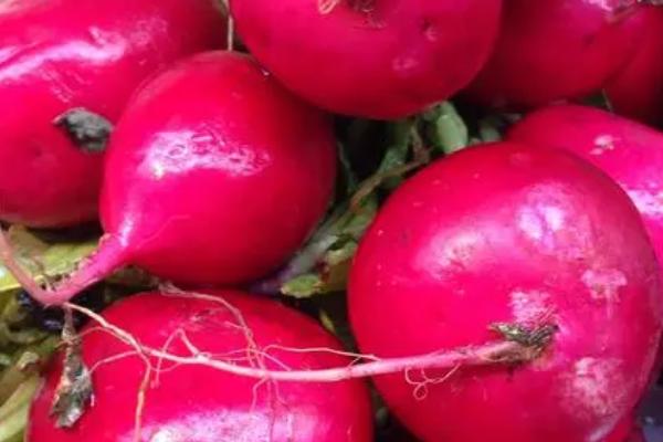 红萝卜几月份种