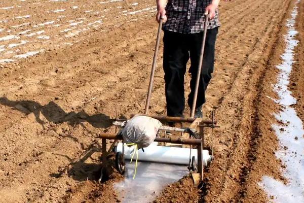 种花生多远一棵下几粒种子