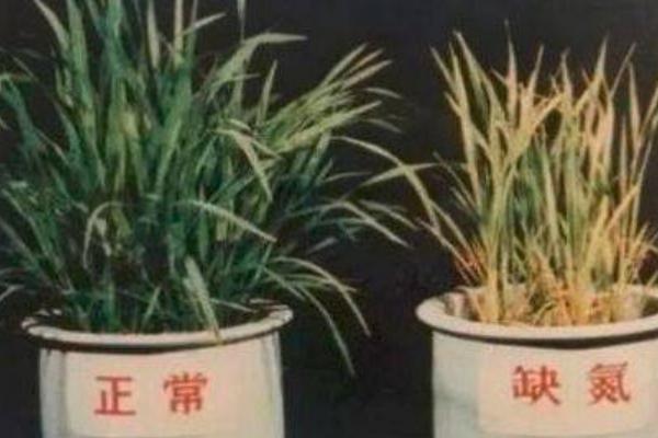 缺氮磷钾的植物有什么症状