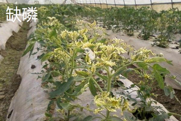 缺氮磷钾的植物有什么症状