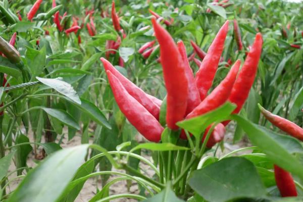 辣椒需要天天浇水吗