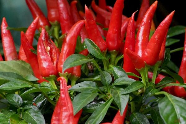 辣椒需要天天浇水吗