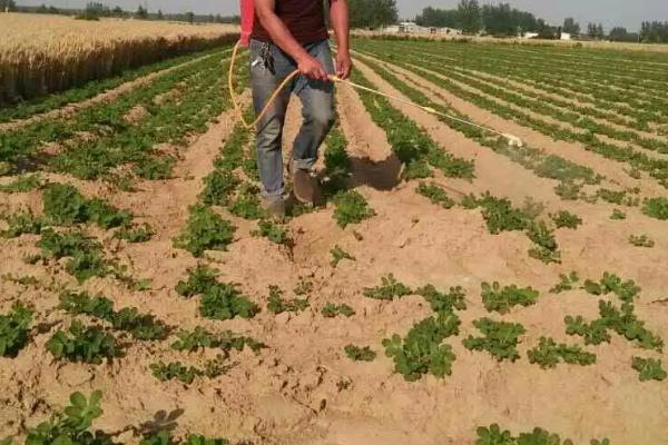 如何种花生才能高产