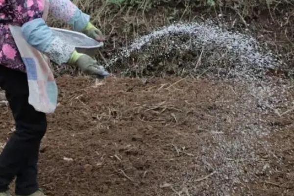磷肥种花生怎么使用