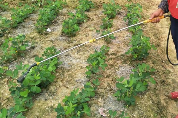 磷肥种花生怎么使用