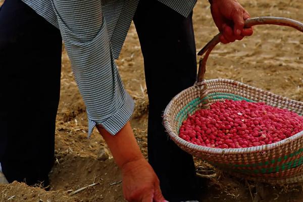 磷肥种花生怎么使用