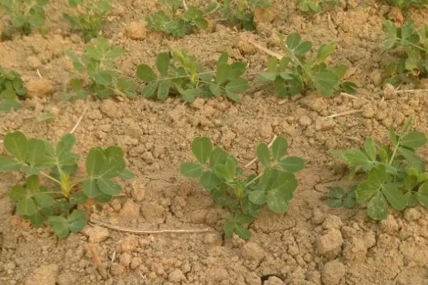 磷肥种花生怎么使用