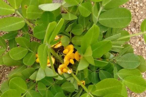 磷肥种花生怎么使用