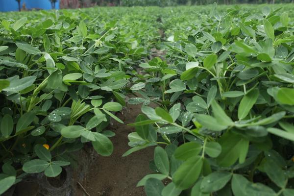 磷肥种花生怎么使用