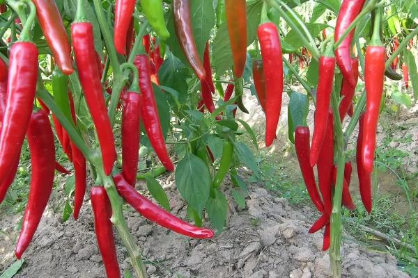 刚种的辣椒苗几天浇一次水