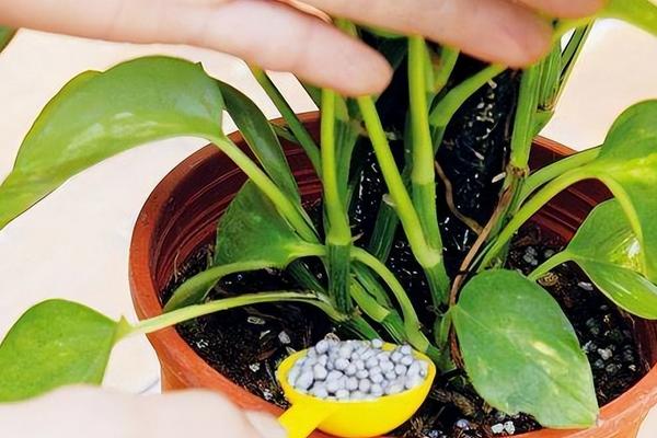 氮磷钾对植物的作用分别是什么