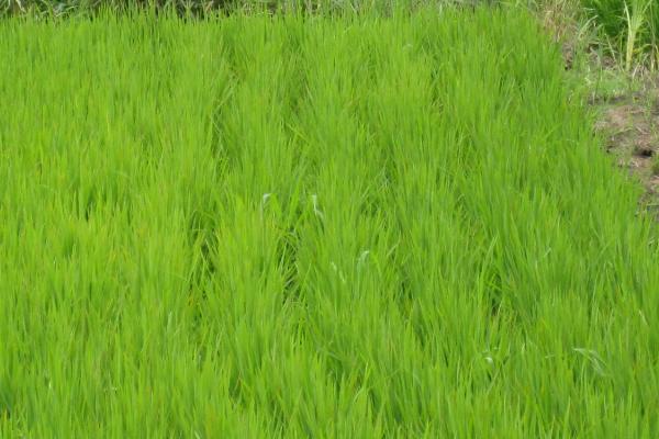 三江平原耕地类型