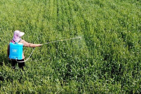 使用内吸性农药的注意事项,施用农药时要根据病虫、草情及天敌数量等