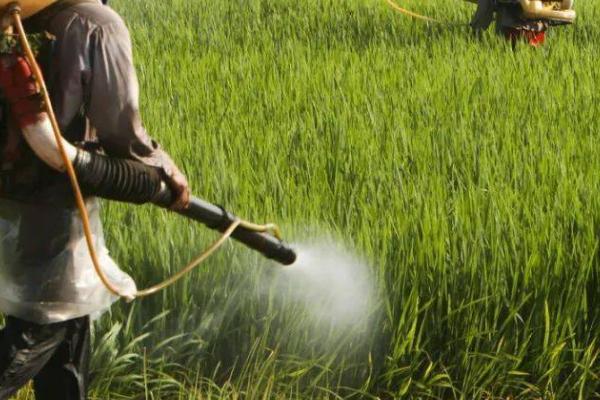 使用内吸性农药的注意事项,施用农药时要根据病虫、草情及天敌数量等
