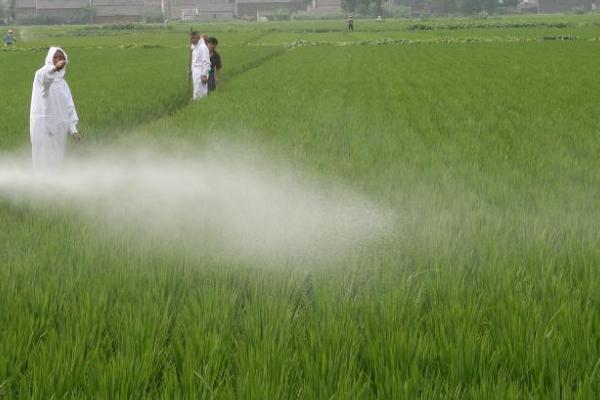 使用内吸性农药的注意事项,施用农药时要根据病虫、草情及天敌数量等