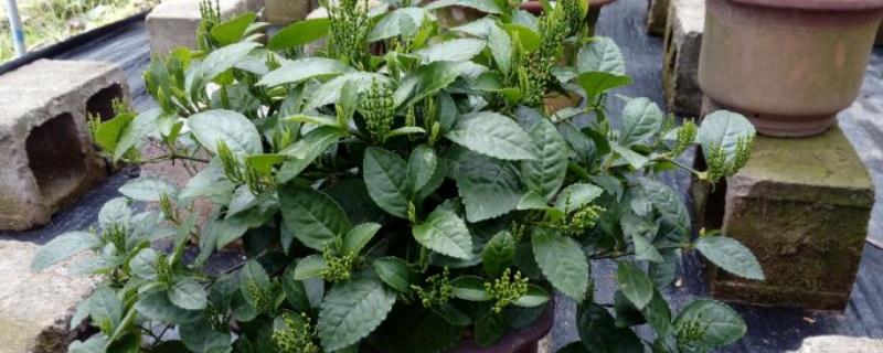 珠兰花的种植方法，观赏价值非常高