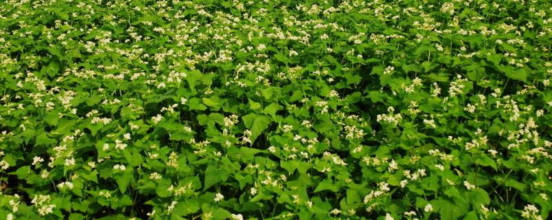 苦荞麦什么时候种植，处暑后可以播种