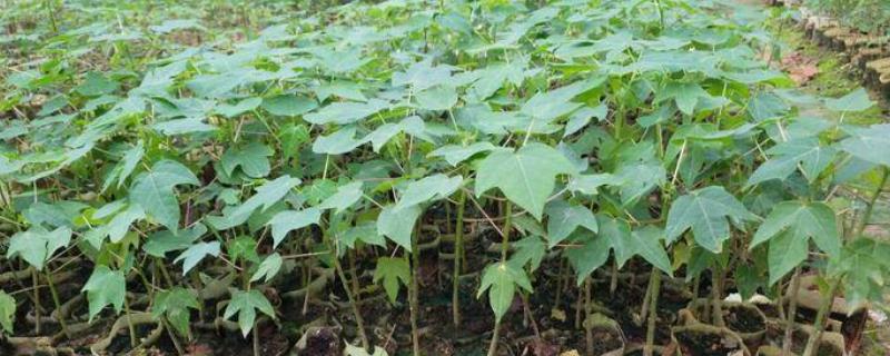 木瓜种子的种植方法，可春播或冬播