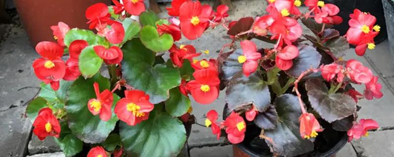 四季海棠的种植方法，1-2年后就需要换土
