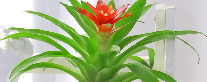 鸿运当头的种植技术，喜欢弱酸性土壤