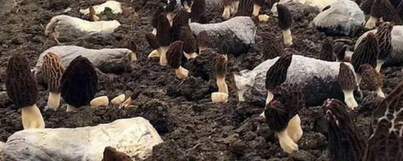 羊肚菌怎么种植，提供散射光有利于子实体发育