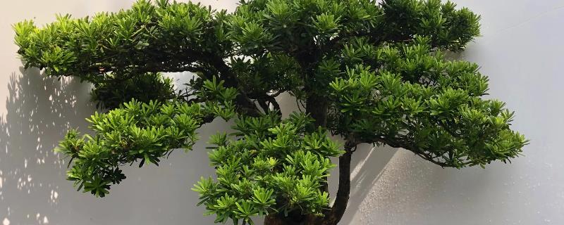 罗汉松的种植方法，一定要选择合适的营养土