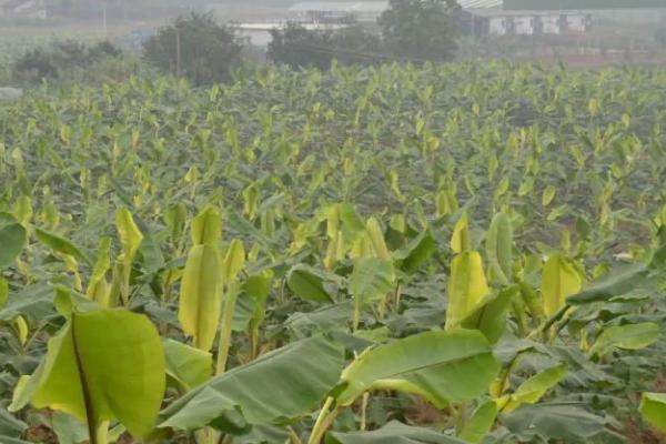 种植香蕉怎么保温,果实套袋可避免低温冻害
