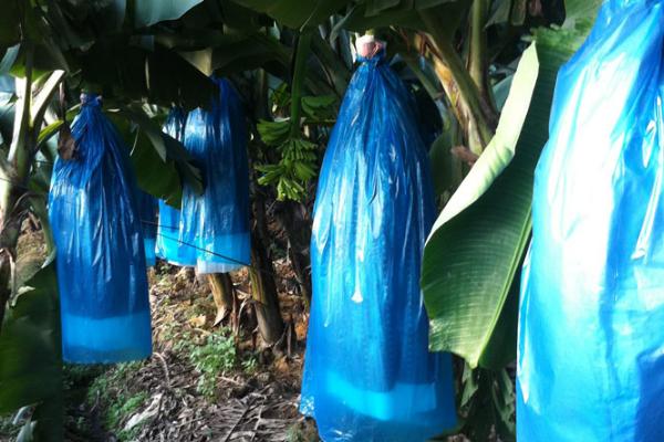 种植香蕉怎么保温,果实套袋可避免低温冻害